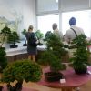 Výstava bonsajov a sukulentov - 20160617_092827
