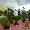 Výstava bonsajov a sukulentov - 20160617_092834