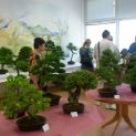 Výstava bonsajov a sukulentov