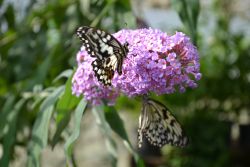 Zoo Bojnice 2016
