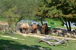 Zoo Bojnice 2016
