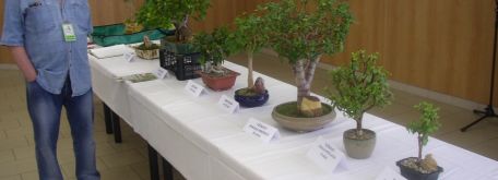 Výstava bonsajov - P1010015
