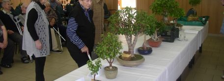 Výstava bonsajov - P1010020